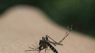 2017102_mosquito 2017102_mosquito