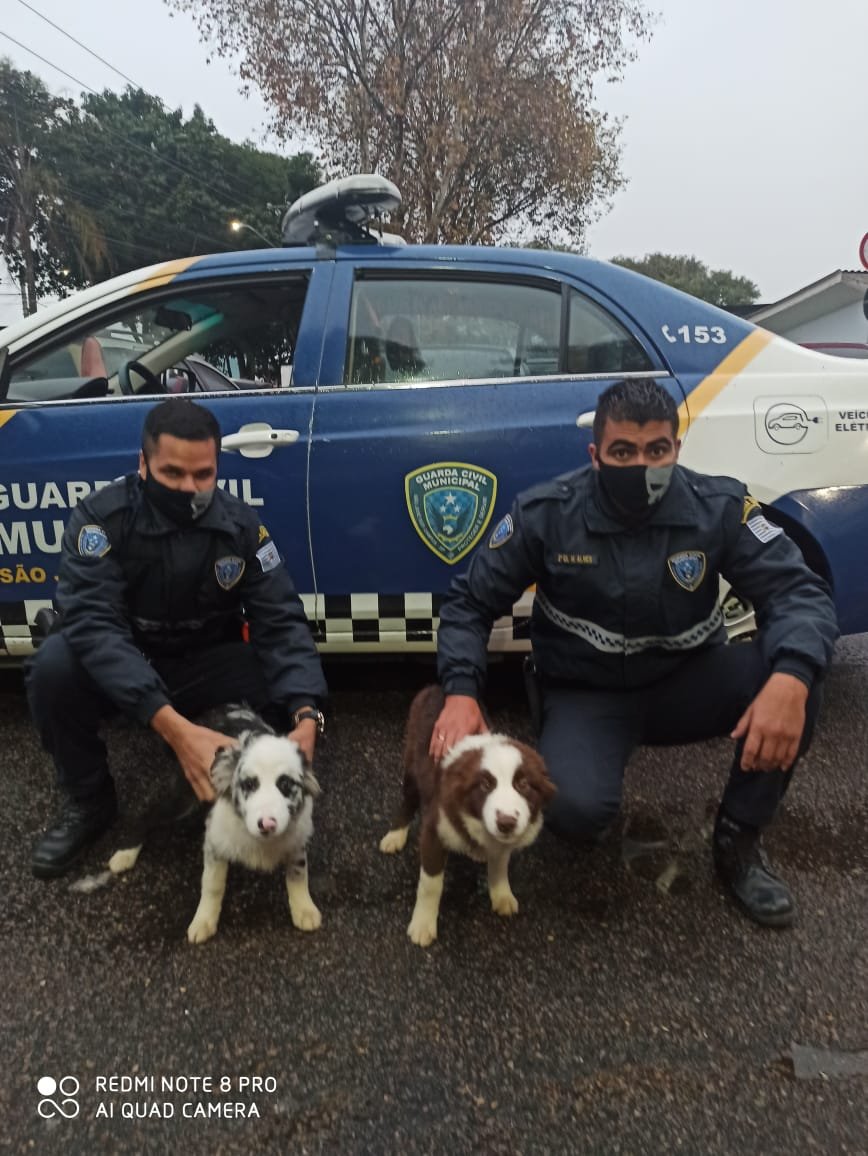 Divulgação/GCM
