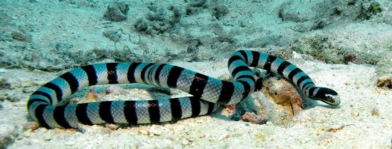 Serpente marinha venenosa é encontrada na Califórnia – como ela chegou lá?