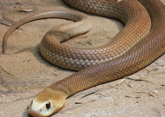 Serpente marinha venenosa é encontrada na Califórnia – como ela chegou lá?