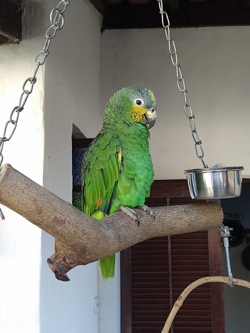 Divulgação/PolíciaAmbiental Divulgação/PolíciaAmbiental