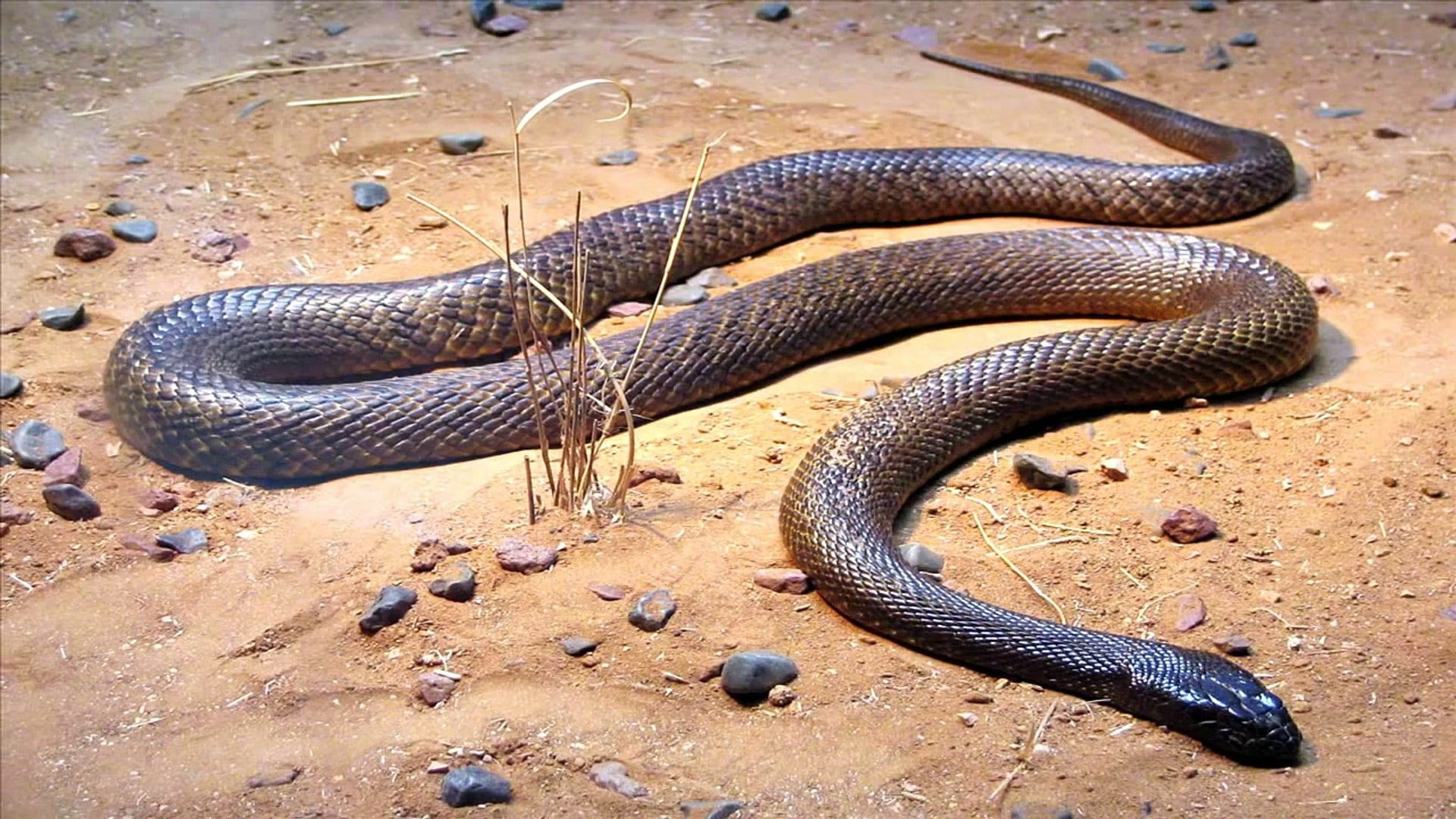 Top 5: As cobras mais venenosas do mundo