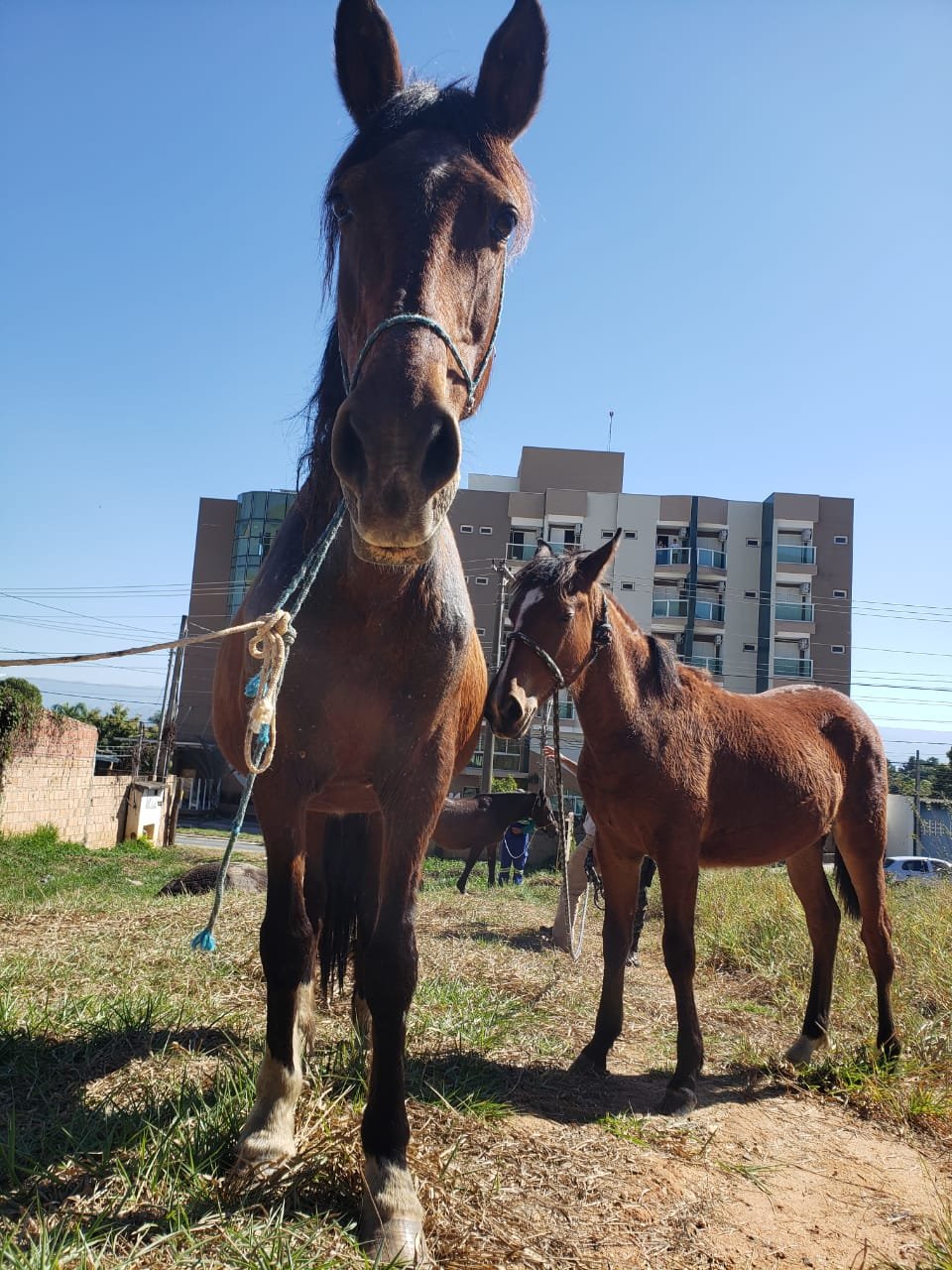 Polícia Ambiental