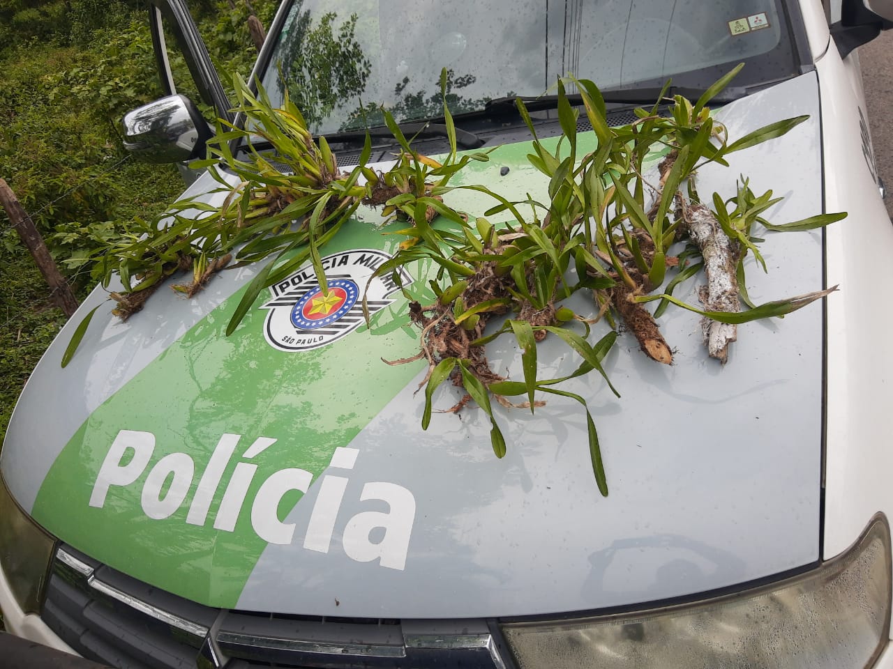 Divulgação/PolíciaAmbiental Divulgação/PolíciaAmbiental